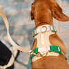 GULA DOG CARE Koiran valjaat, beige & vihreä