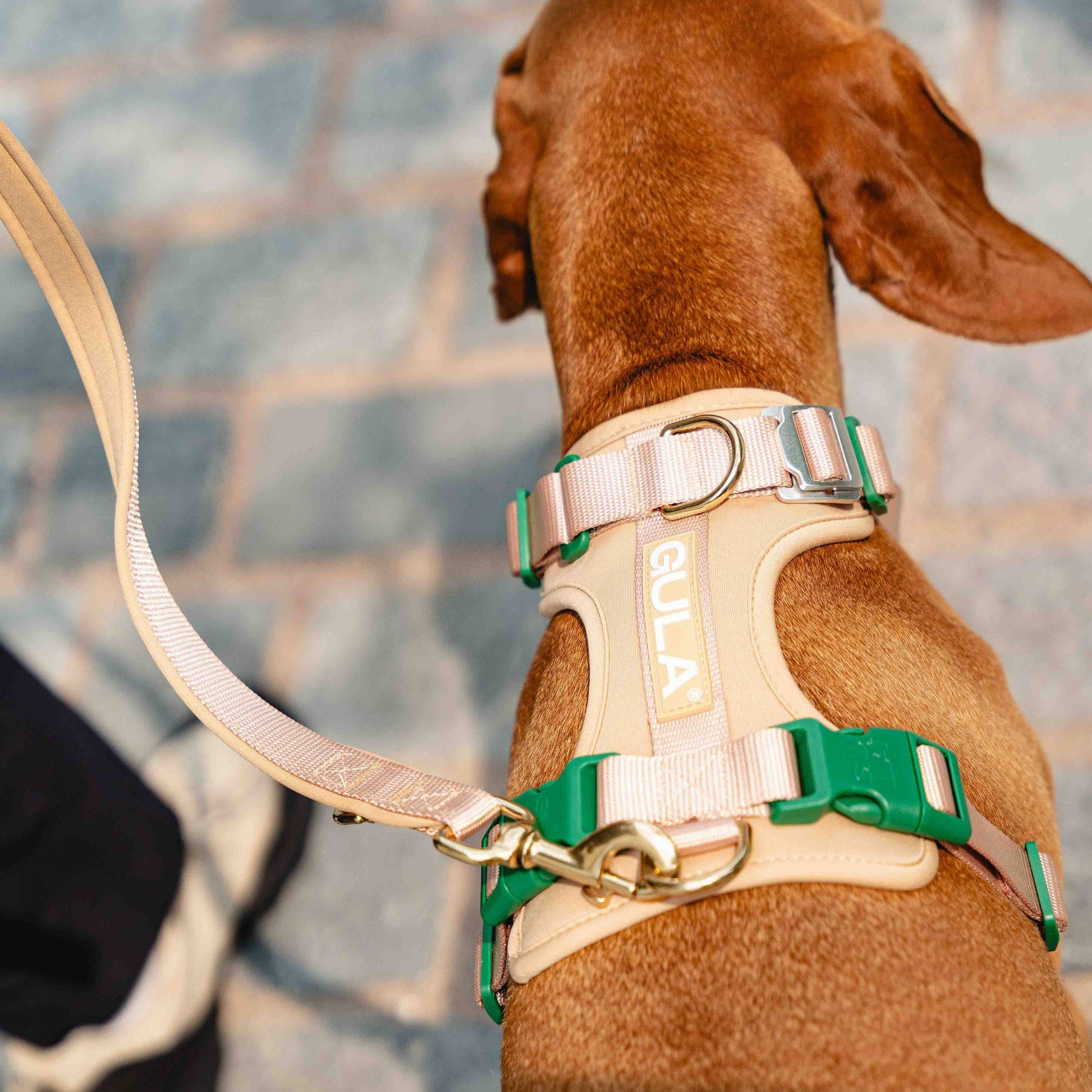 GULA DOG CARE Koiran valjaat, beige & vihreä