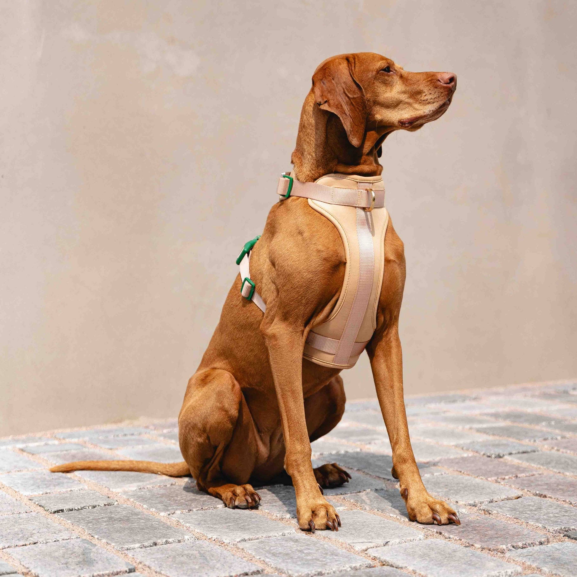 GULA DOG CARE Koiran valjaat, beige & vihreä