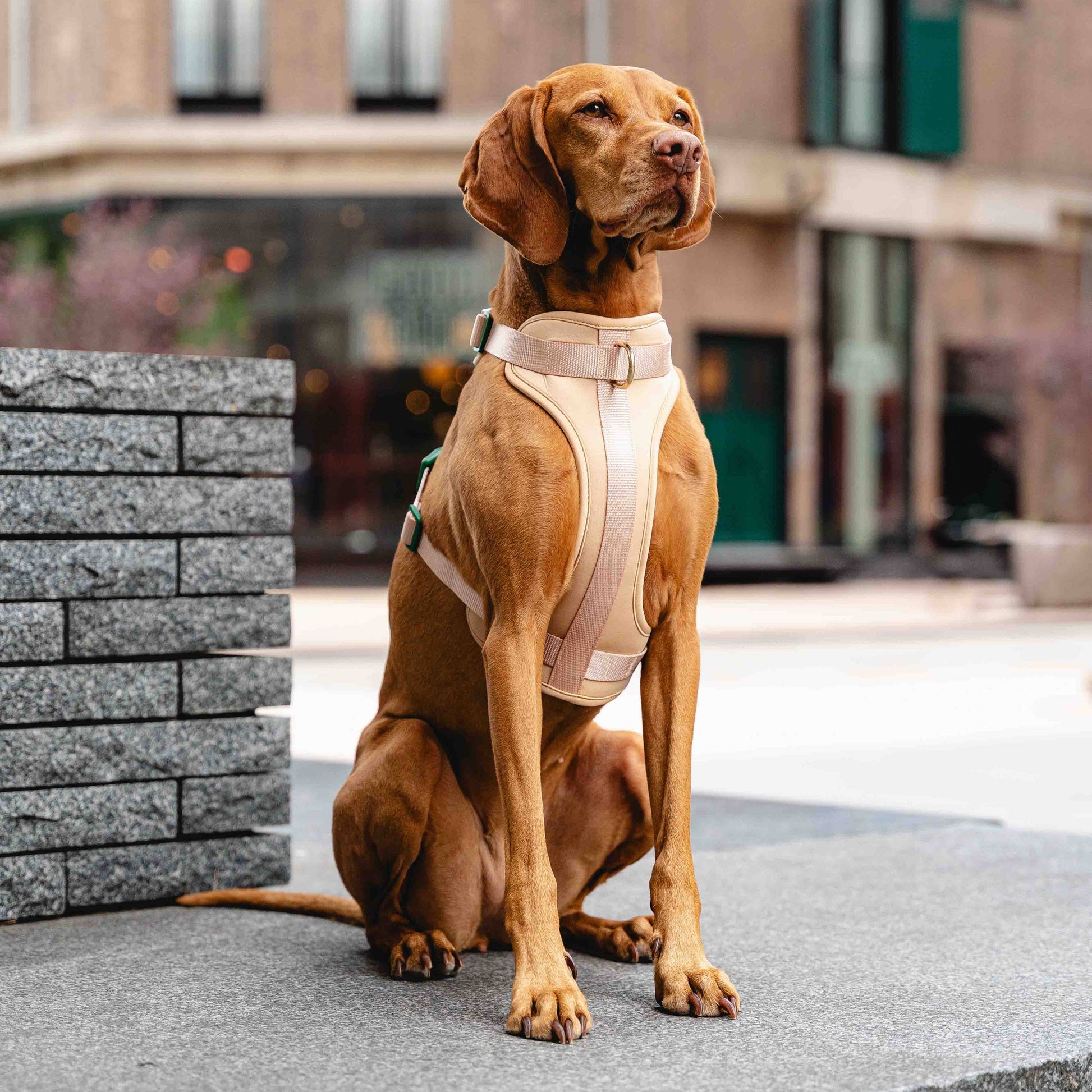 GULA DOG CARE Koiran valjaat, beige & vihreä