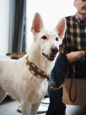 Koiratarvikkeet netistä