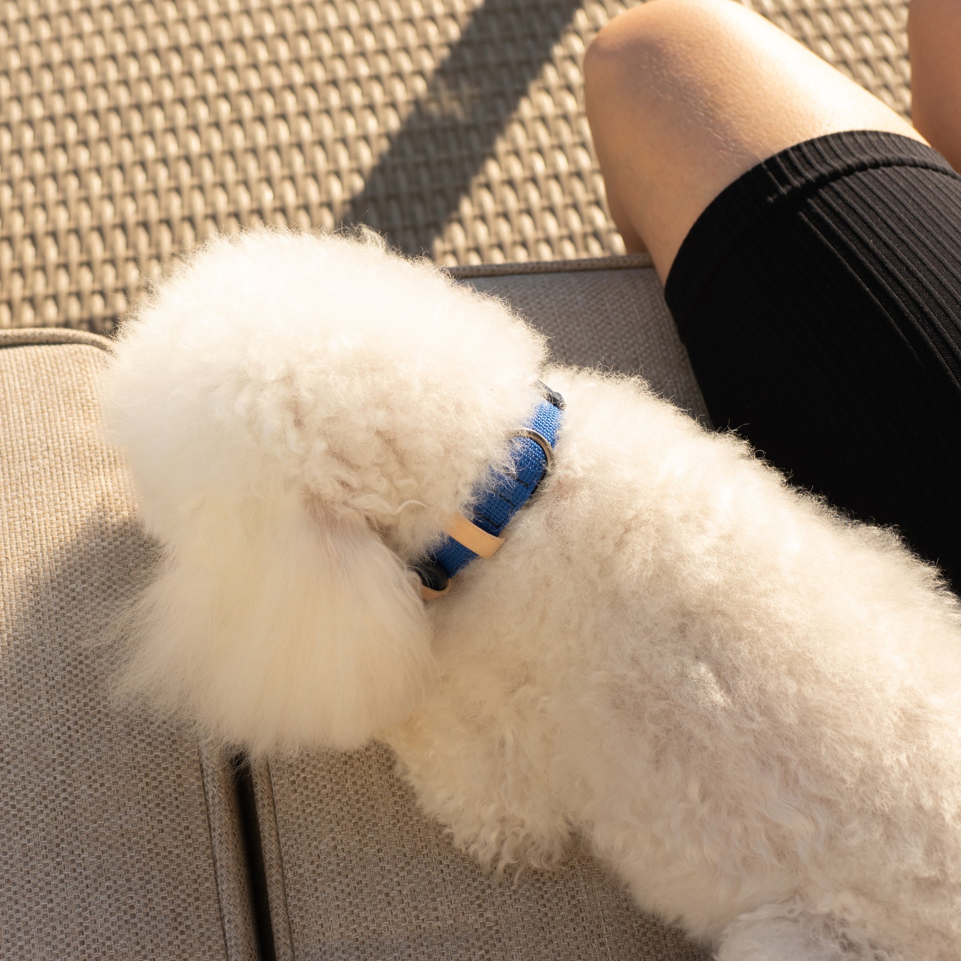 Masimalo Colour Block -kaulapanta koiralle, navy-grandala blue