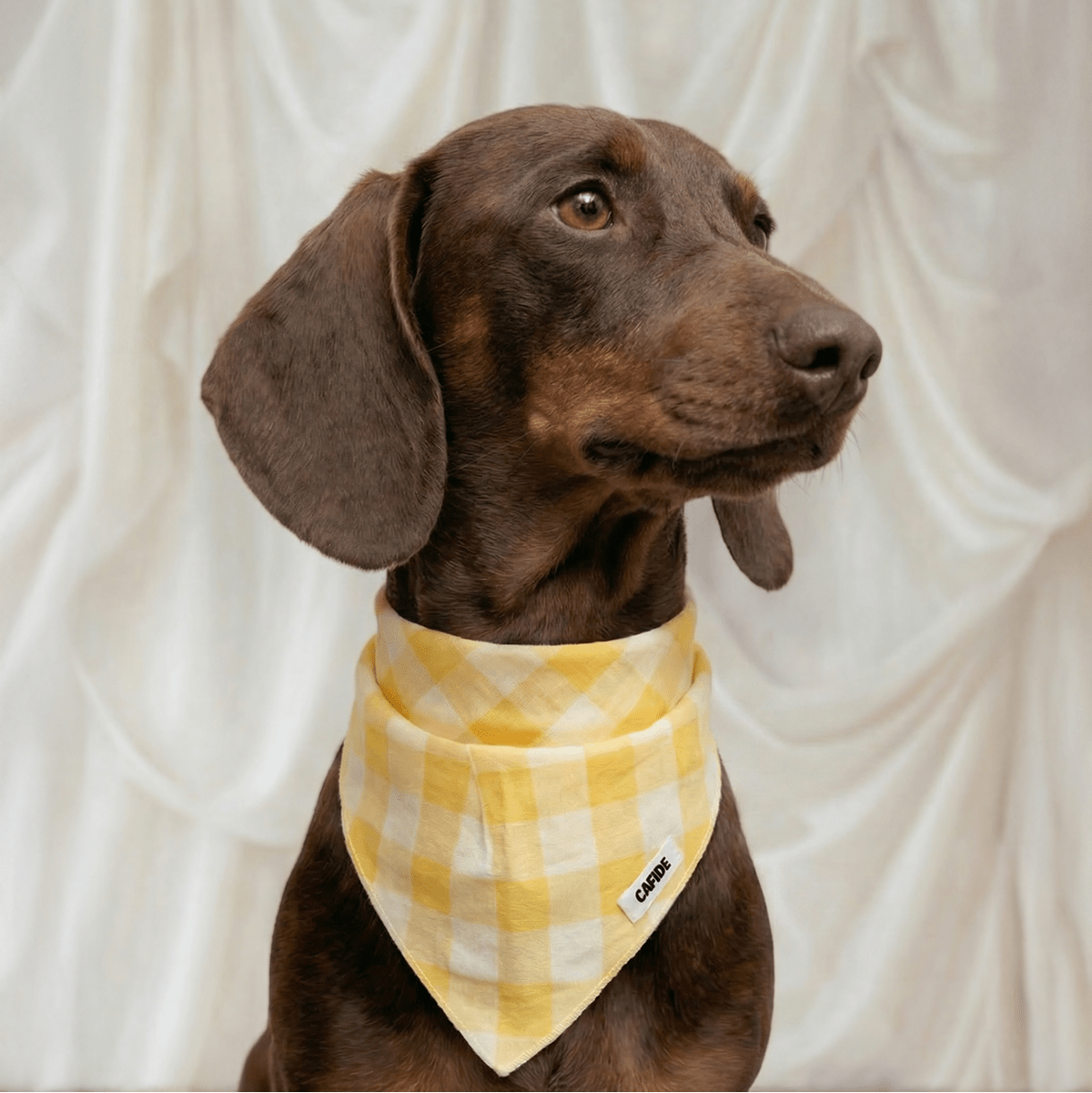 CAFIDE Nata - koiran bandana, keltainen ruutu