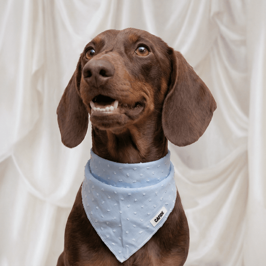 CAFIDE Nata - koiran bandana, vaaleansininen