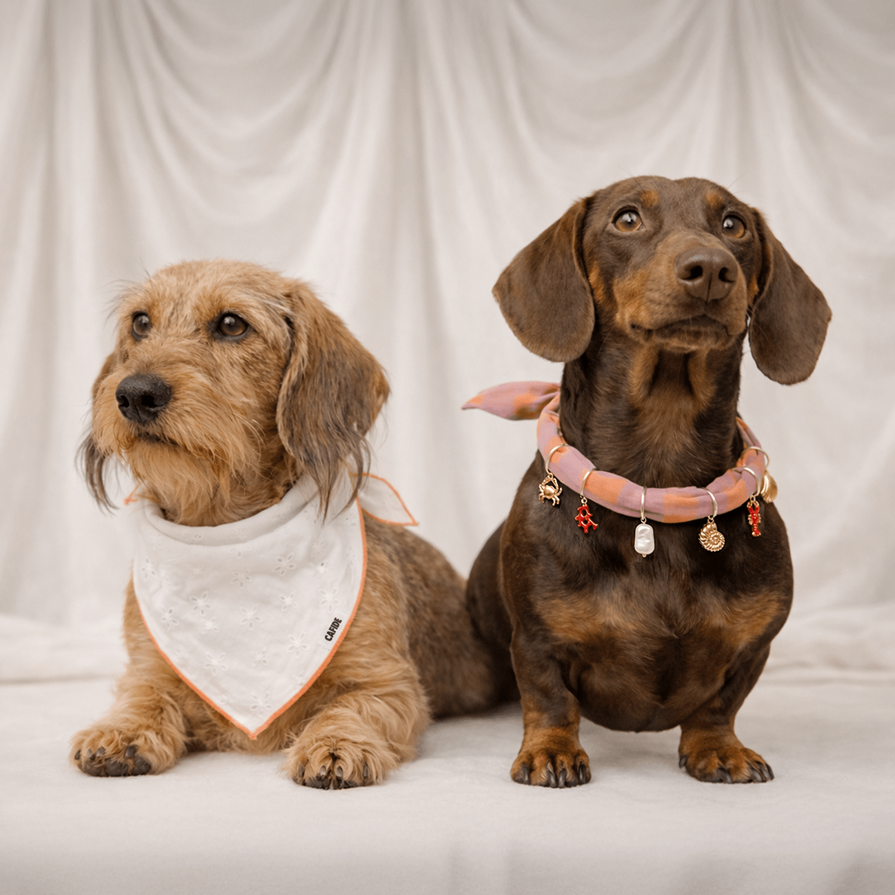 CAFIDE Nata - koiran bandana, valkoinen