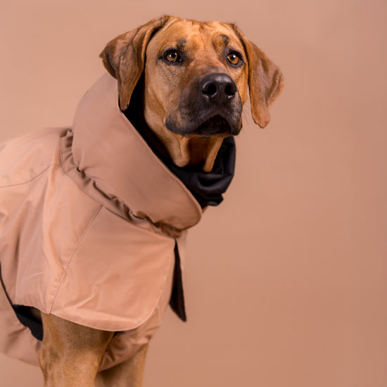 PAIKKA Visibility -heijastava talvitakki koiralle, taupe