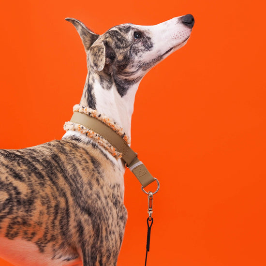 KOIRALIKKA Puolikuristava Teddy - panta, beigenvihreä