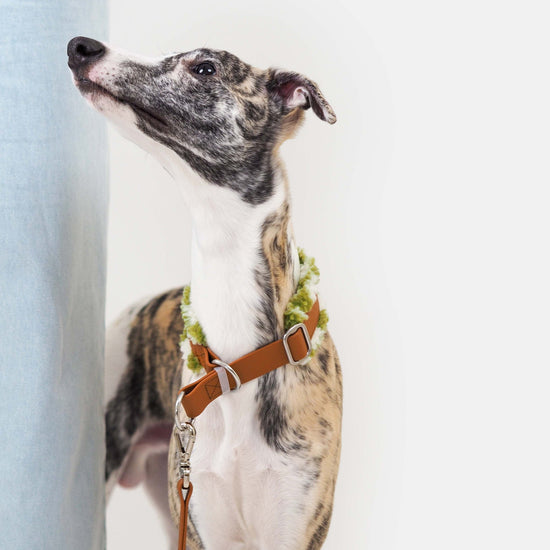 KOIRALIKKA Puolikuristava Teddy - panta, vihreä ruudullinen