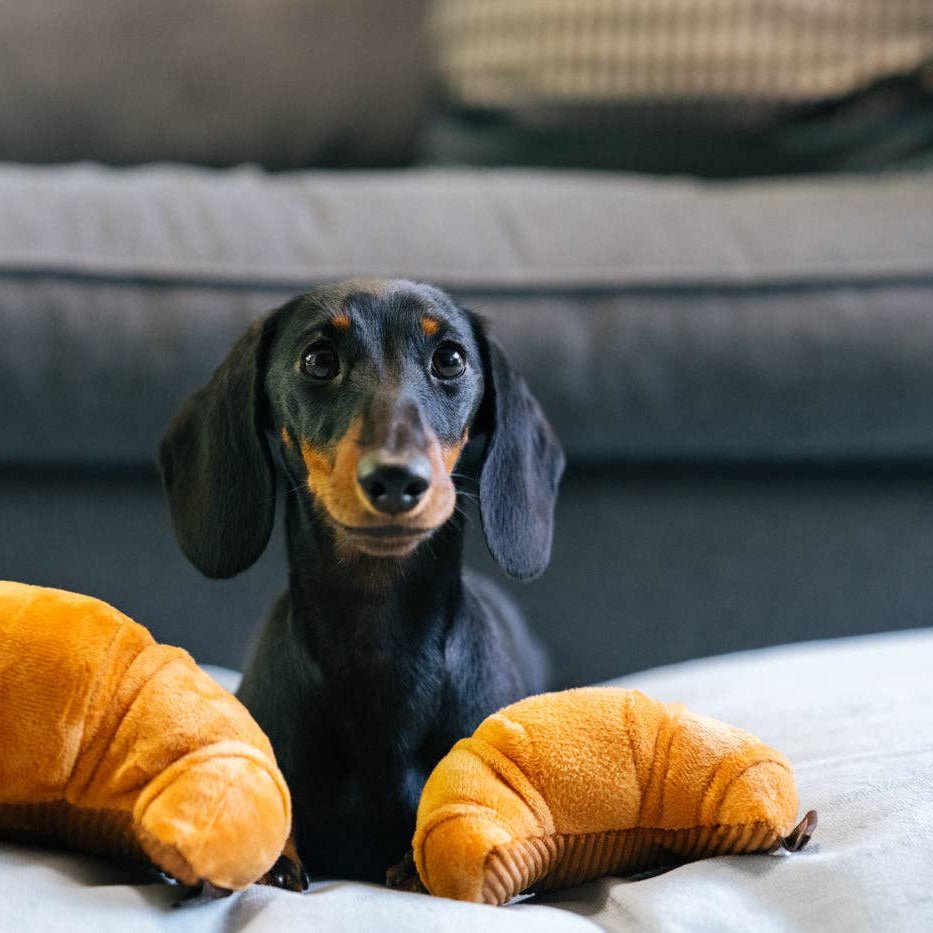 P.L.A.Y. Pup's Pastry - koiran lelu