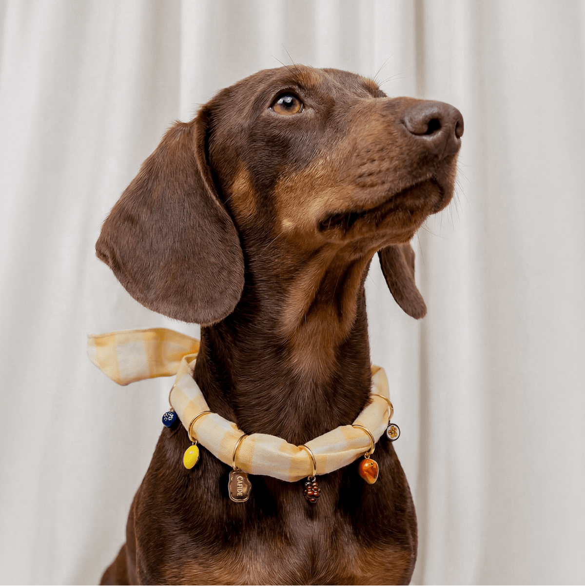 CAFIDE Riipussetti koiran asusteisiin, hedelmät