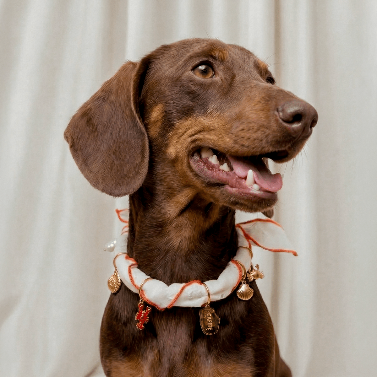 CAFIDE Riipussetti koiran asusteisiin, koralli