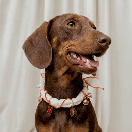 CAFIDE Riipussetti koiran asusteisiin, koralli