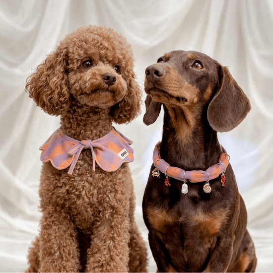 CAFIDE Riipussetti koiran asusteisiin, koralli