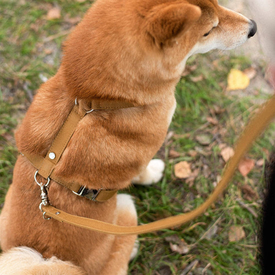 Denjo Dogs Signature Go - koiran valjaat, sinappi