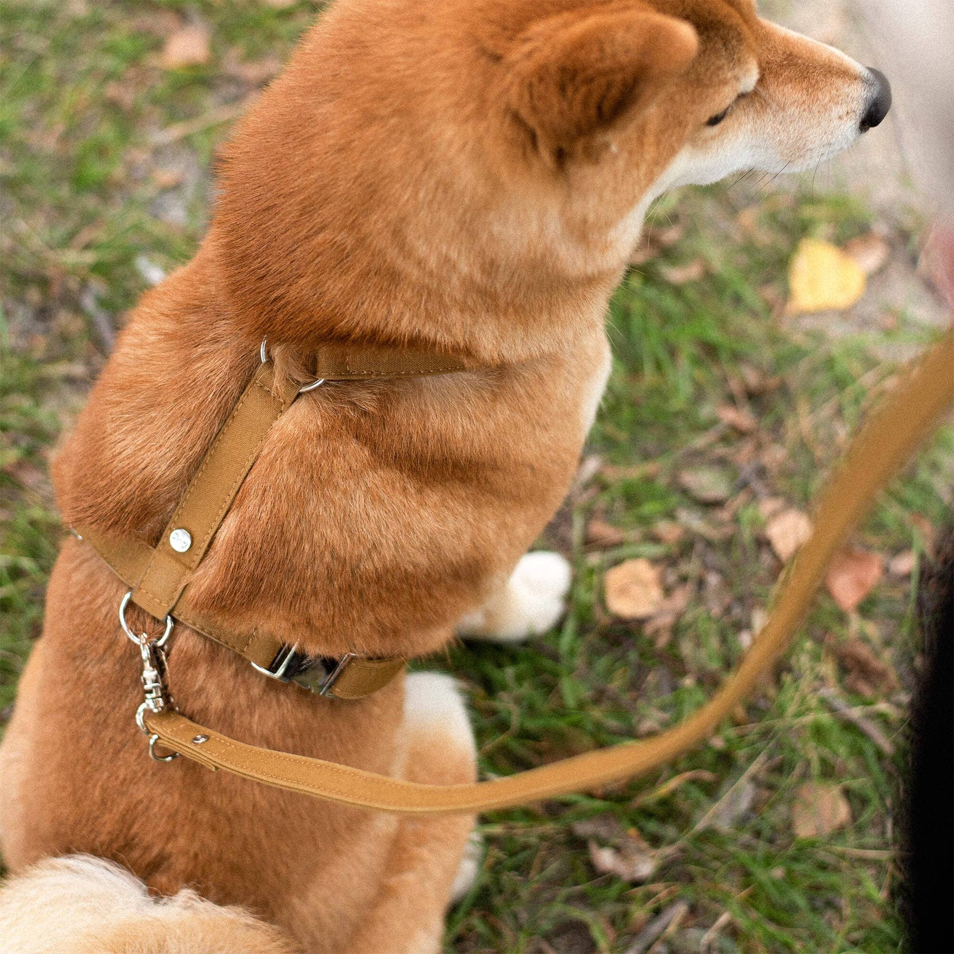 Denjo Dogs Signature Go - koiran valjaat, sinappi