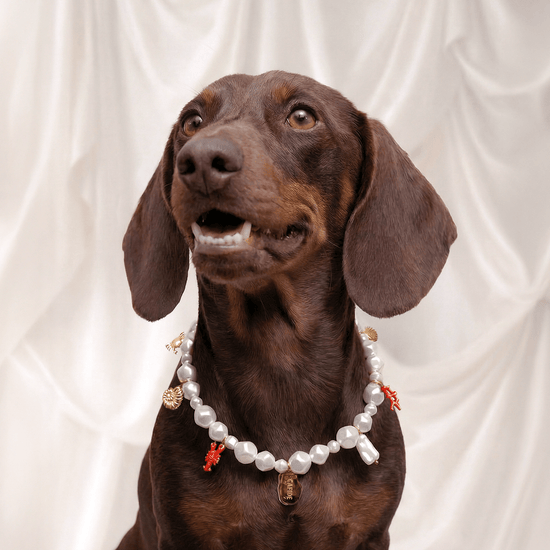 CAFIDE Sira - koiran helmikaulapanta, koralli