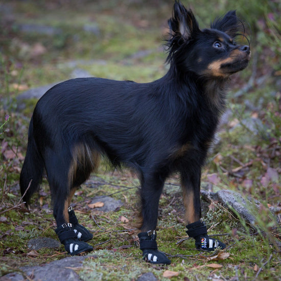 Rukka Pets Step - koiran kengät, 4 kpl
