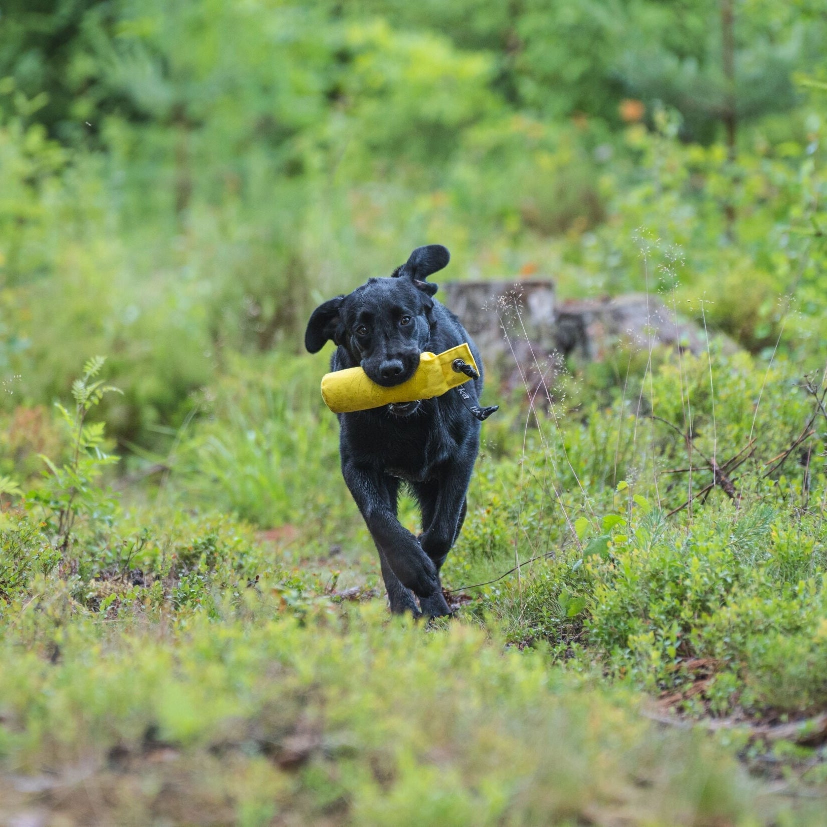 Rukka Pets Training Dummy - noutokoulutusväline