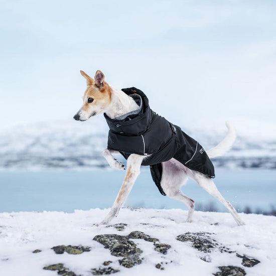 Rukka Pets Warmup 2.0 - talvitakki, musta