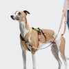 CLOUD7 Y - 1 AKTIV Air - Mesh - valjaat, persikka